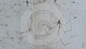 Spider and dirty cobweb on the wall ; they are the cause of dir