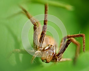 Spider Dolomedes