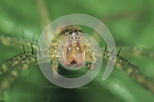 Spider Dolomedes fimbriatus lurking on a leaf.