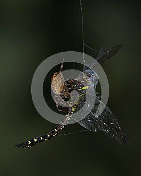 A spider on a dragonfly it caught in its web