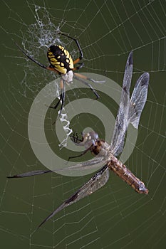 Spider and dragonfly in web