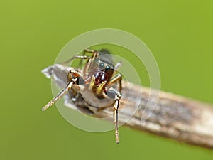 Spider on Dried Stem