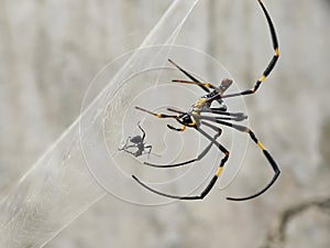 A spider is eating an ant trapped in a spider web