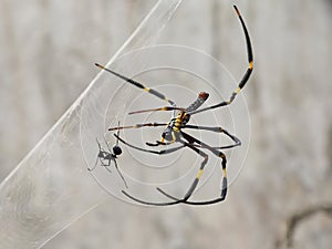 A spider is eating an ant trapped in a spider web