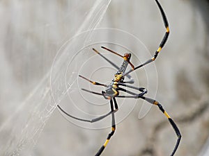 A spider is eating an ant trapped in a spider web