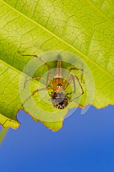 Spider eating bug on the leaf