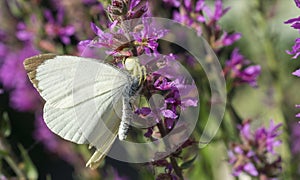 Spider Eating Butterfly