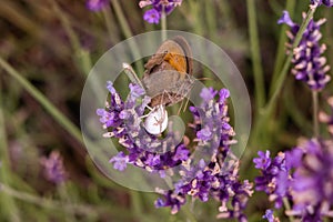 Spider eating a Butterfly on the purple lavender flower. Slovakia