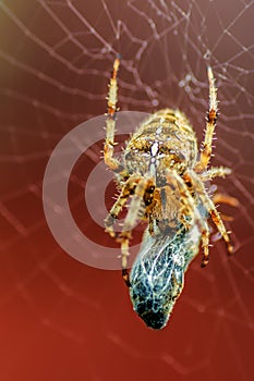 Spider Eating
