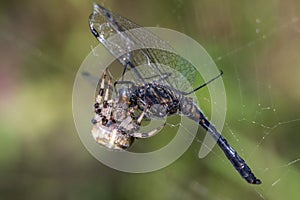 Spider eating dragonfly