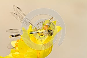 Spider eating dragonfly