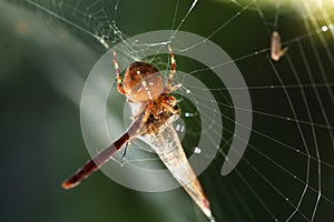 Spider eating a dragonfly in a web