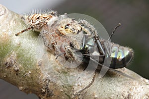 Spider eating flies wild nature small world