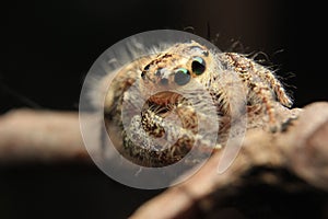 Spider eating flies wild nature small world