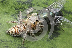 Spider eating flies wild nature small world