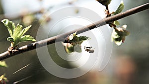 Spider eating fly on prunus triloba