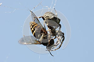 Spider eating gadfly