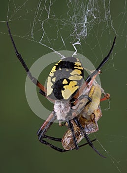 Spider eating hopper