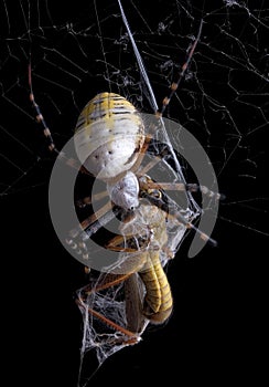 Spider eating hopper