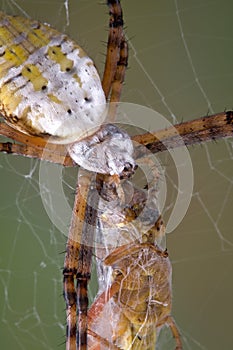 Spider eating hopper