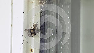 Spider Eating Horse-fly Time Lapse