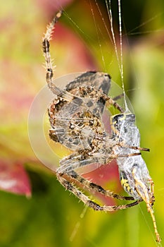 Spider eating a prey