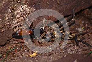 Spider eating wasp, Pompilidae Sp. with it`s Rain Spider  Palystes superciliosus prey 8