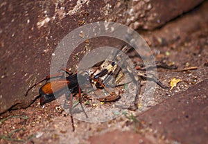 Spider eating wasp, Pompilidae Sp. with it`s Rain Spider  Palystes superciliosus prey 9