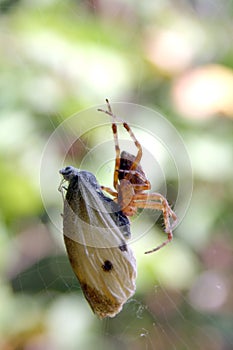 Spider eats butterfly