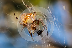 Spider eats a fly in a cocoon on the web