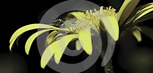 Spider eats a fly on a yellow garden flower,