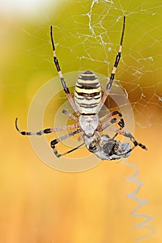 The spider eats its prey