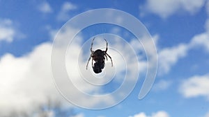 Spider Eats Wasp Caught in Its Web Against a Blue Sky.