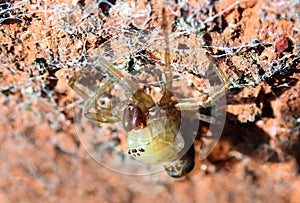 Spider ecdysis macro. photo
