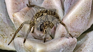 Spider on Echeveria elegans Rose extreme close up