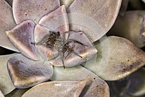 Spider on Echeveria elegans Rose extreme close up