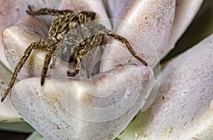 Spider on Echeveria elegans Rose extreme close up