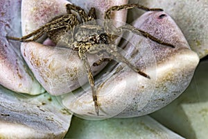 Spider on Echeveria elegans Rose extreme close up