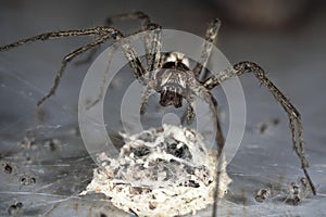 Spider With Egg