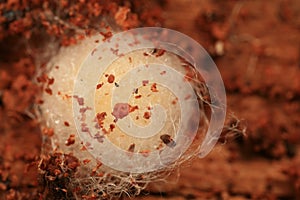 Spider egg sac