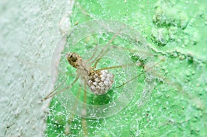 Spider and eggs in green nature background