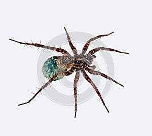 Spider with eggs over light background