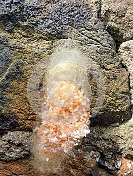 Spider eggs on wall