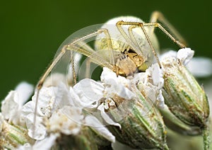 Spider Enoplognatha ovata