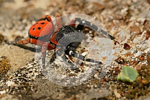 Spider Eresus moravicus - male