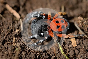 Spider Eresus moravicus - male