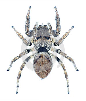 Spider Evarcha arcuata