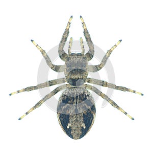 Spider Evarcha arcuata (female)