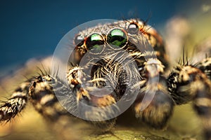 Extreme macro closeup of Marpissa muscosa male jumping spider photo