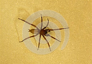 Spider family Gnaposidae